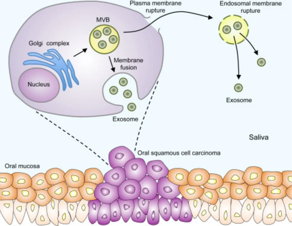 Exosomes graph